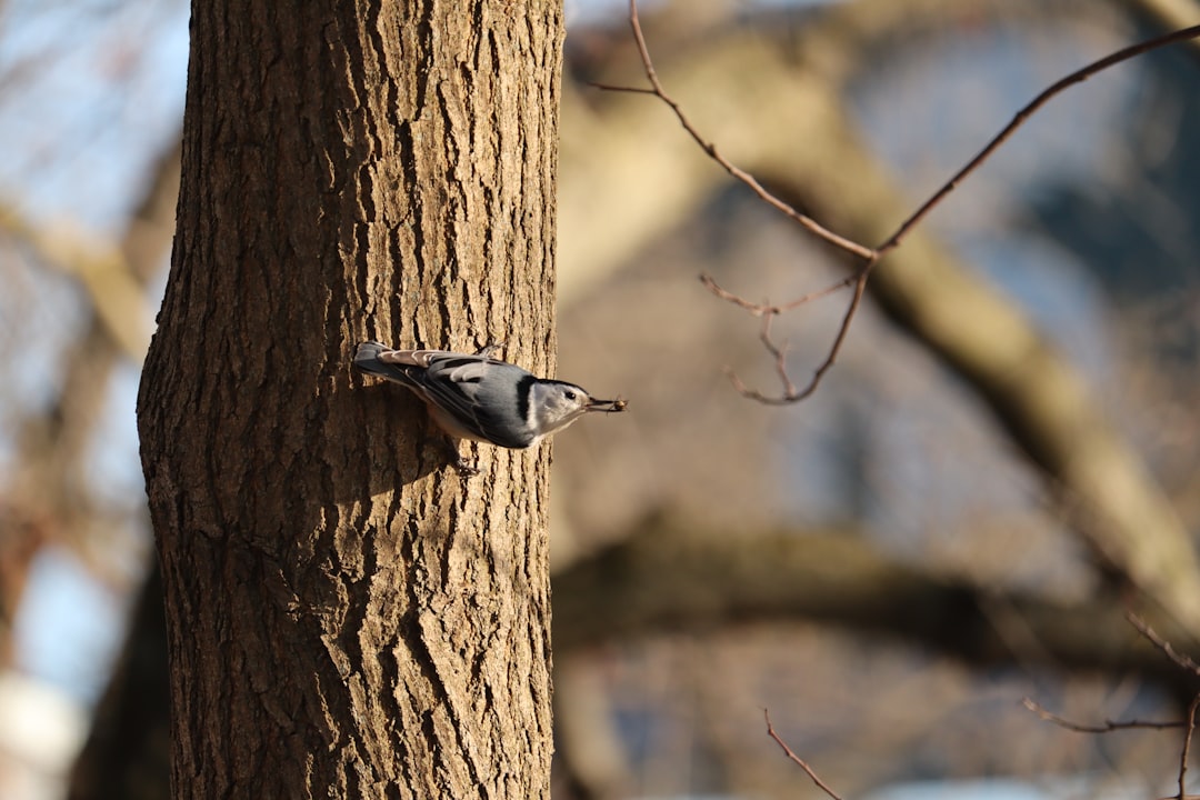 Discover Michigan’s Diverse Bird Species